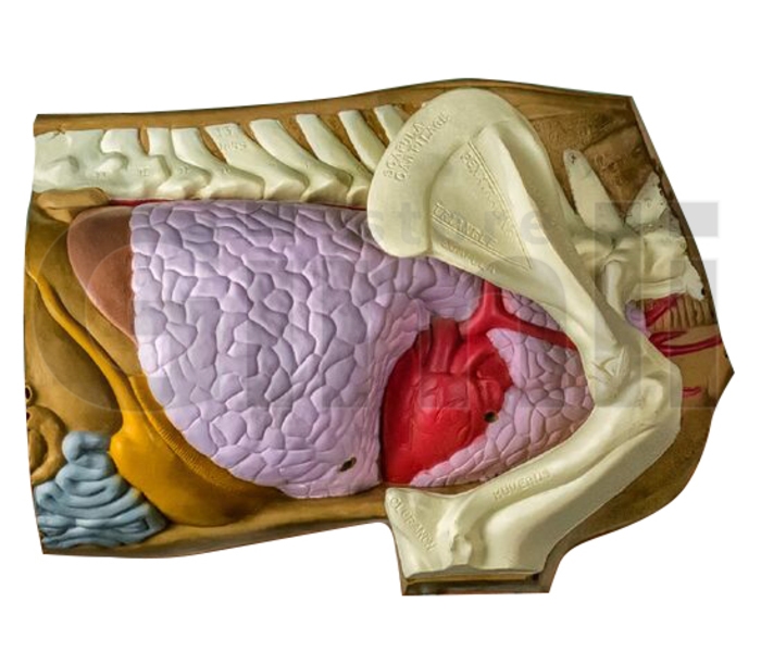 Rinehart Target 3D Anatomy/Shot Placement